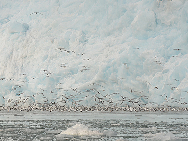 Dreizehenmöwen vor einer Gletscherkante im Kongsfjord, Spitzbergen