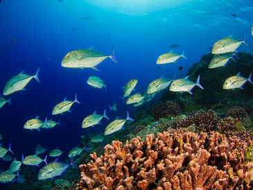 Makrelenschwarm in einem Korallenriff