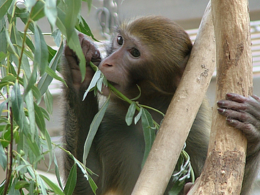 Kleiner Affe in einem Gehege knabbert an Blättern.