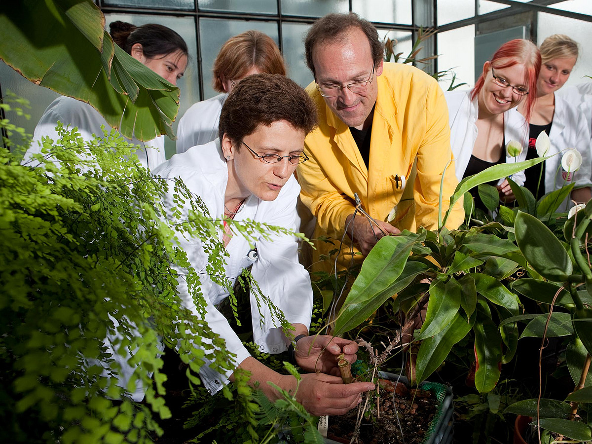 Personen in Laborkitteln betrachten Pflanzen in einem Gewächshaus.