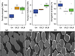 Towards coupling agent-free composites made from regenerated cellulose/HDPE by UV radiation-induced cross-linking pic