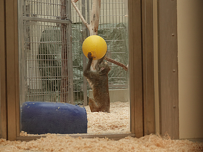 Ein Affe spielt mit einem Ball.