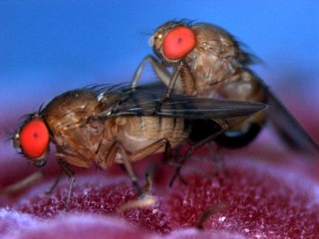 Adult Fly Drosophila