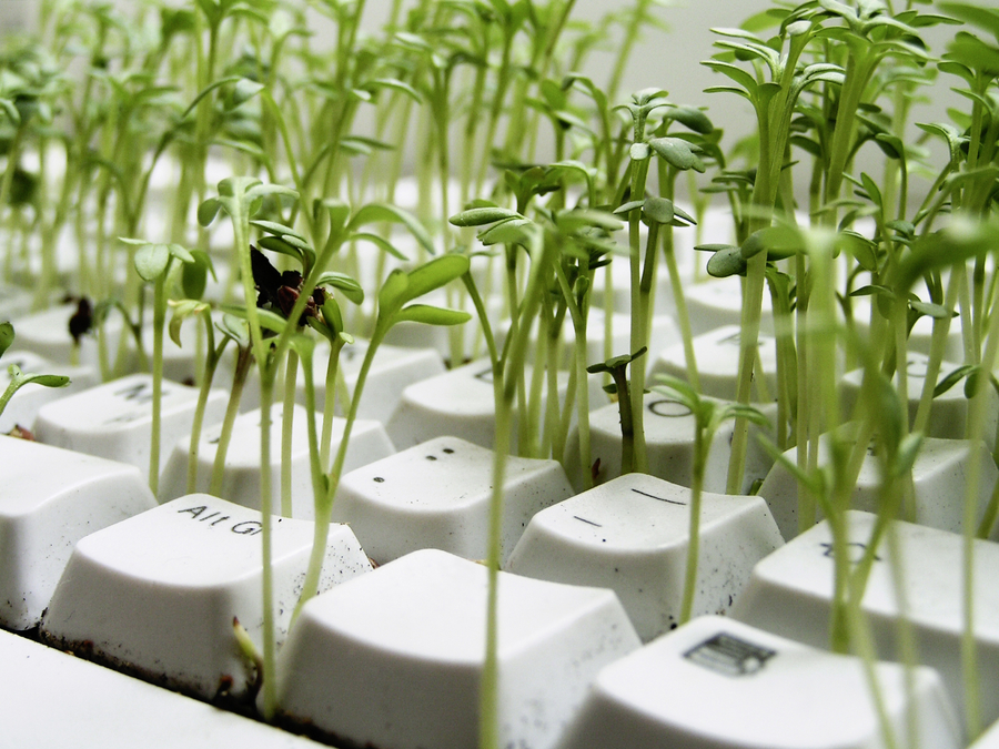 Pflanzen, die aus einer Tastatur wachsen