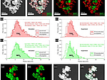 Characterization of structure and mixing in nanoparticle hetero-aggregates using convolutional neural networks: 3D-reconstruction versus 2D-projection article picture