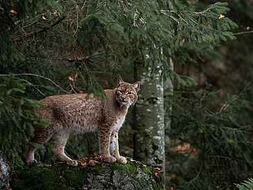 Lynx on the rock in the Bavarian Forest National Park, Germany