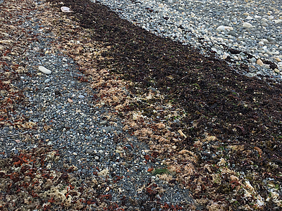 Macroalgae on shore Seaweed