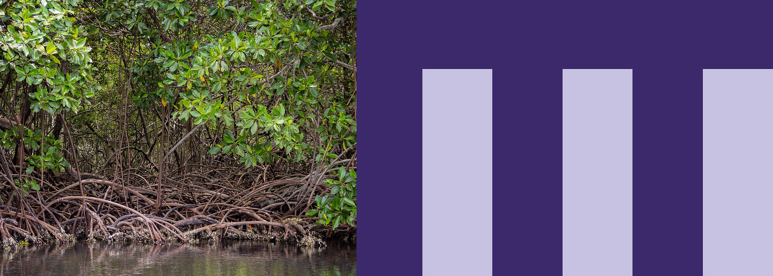 Blick in einen Mangrovenwald