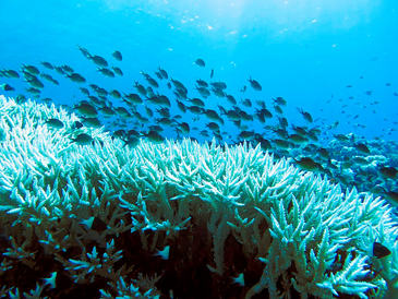 Weiße Korallen mit Fischen im Meer.