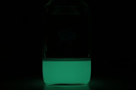 Bioluminescent bacteria in culture vessel