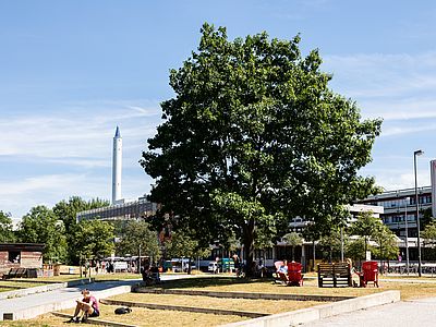Ein großer Baum im Campuspark mit Glashalle und Fallturm im Hintergrund.