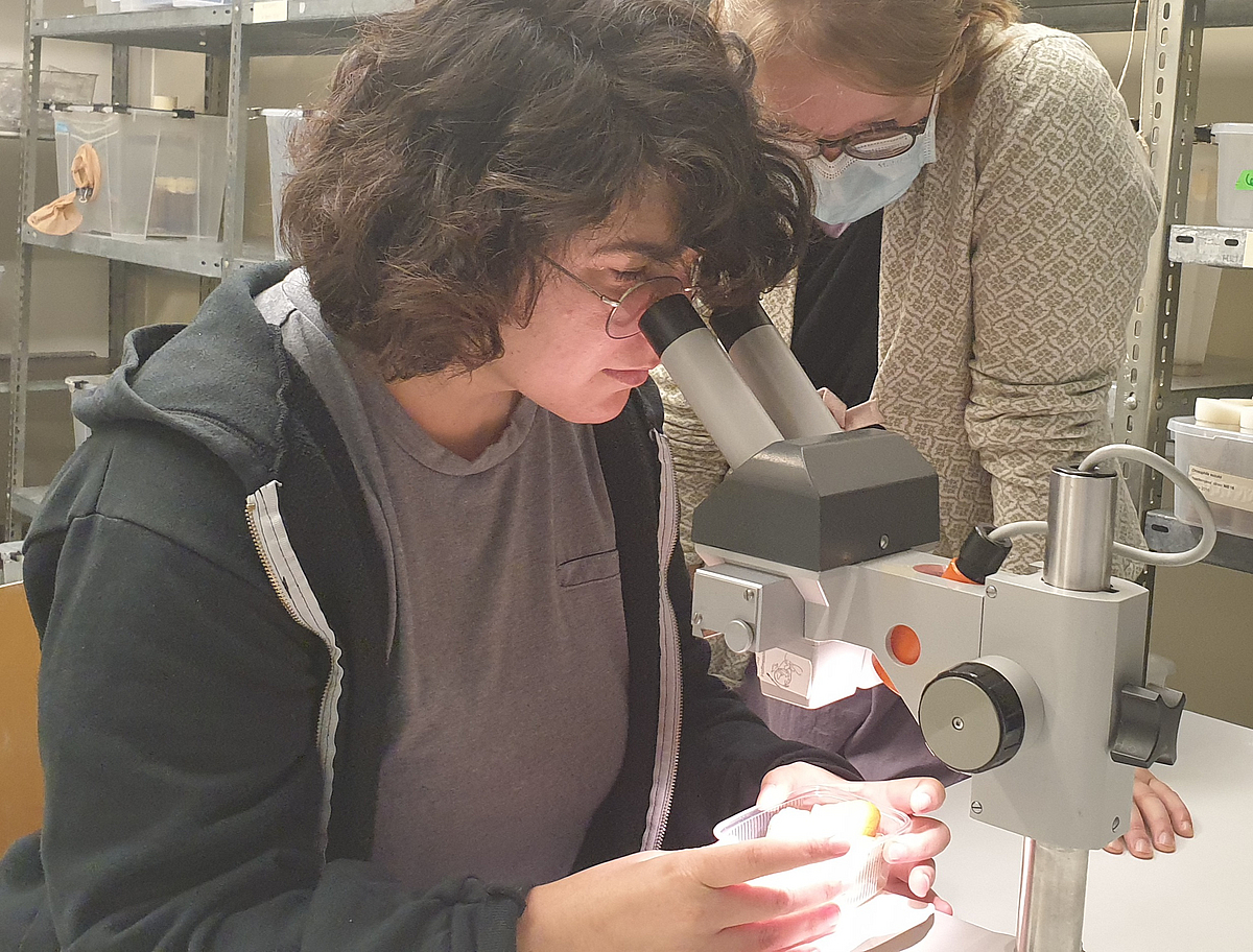 Alexandra and Elisabeth examine a fruit sample for beckoning nematodes waiting for an insect "taxi" to take them to a fresh fruit
