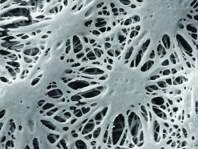 Biofabrication Mapex Postcard