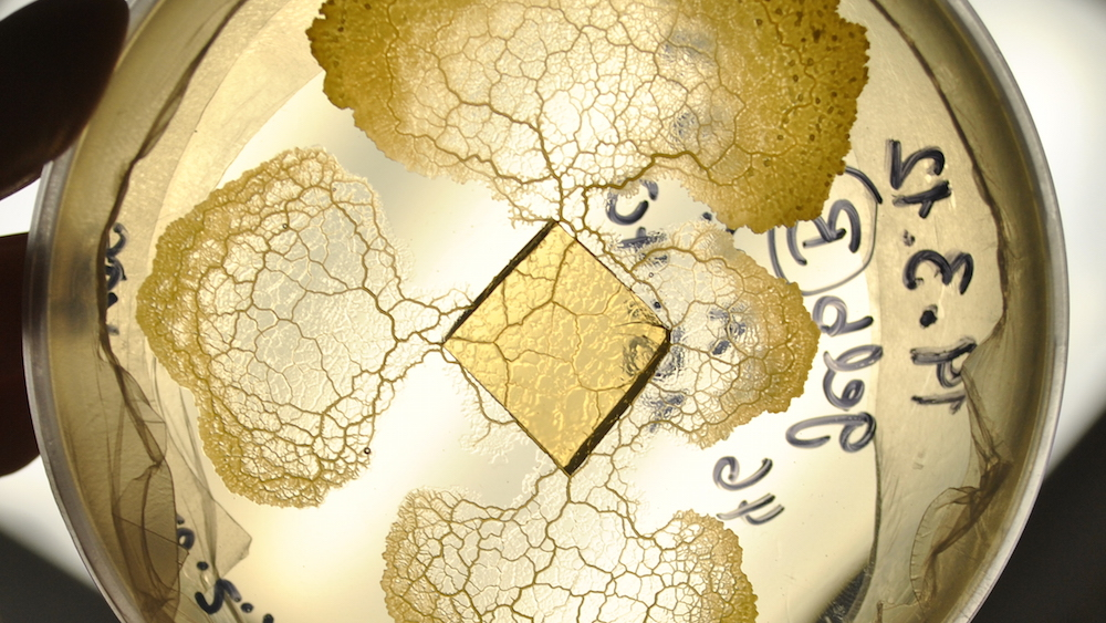 Physarum Petrischale