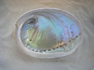 Biomineralization Fritz