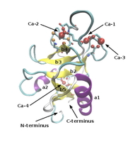 Molecular dynamic simulations Fritz