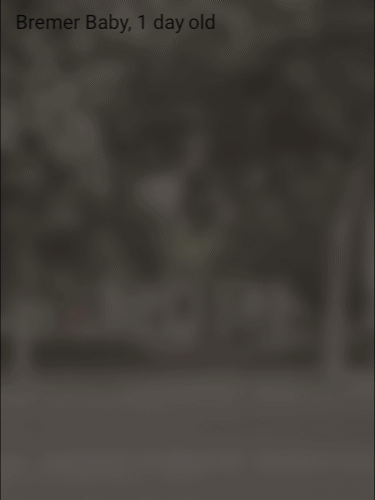 wie scharf können Babys sehen