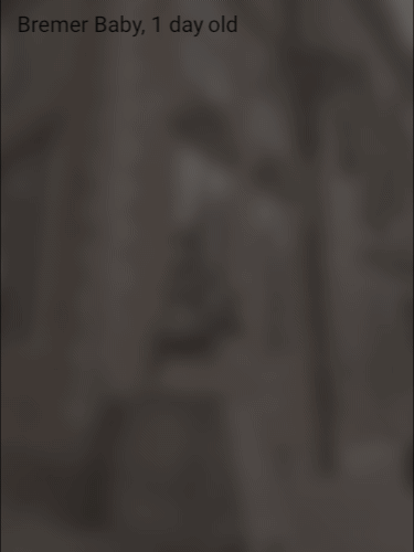 wie scharf können Babys sehen