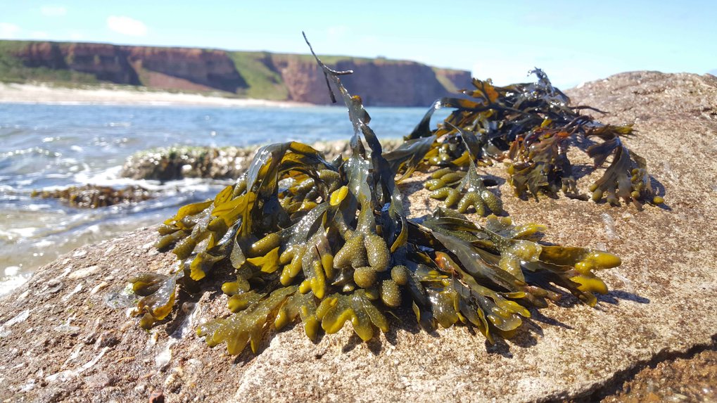 Fucus vesiculosus an felsigen Küsten auf Helgoland