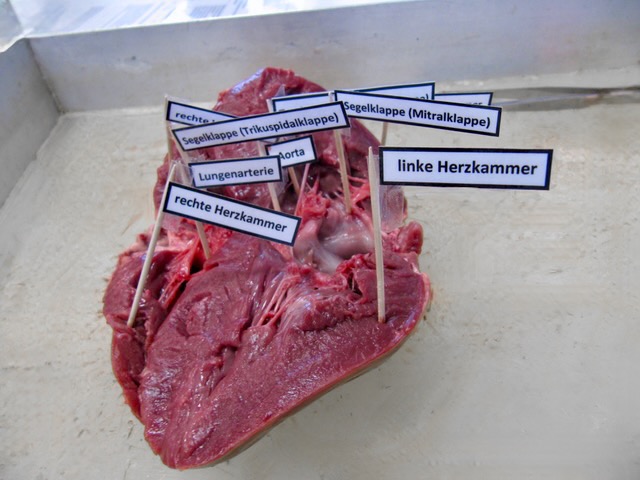 Das Herz kennenlernen Nahaufnahme eines Herz-Präparats, das mit Hilfe von Schildern an Zahnstochern beschriftet wurde.