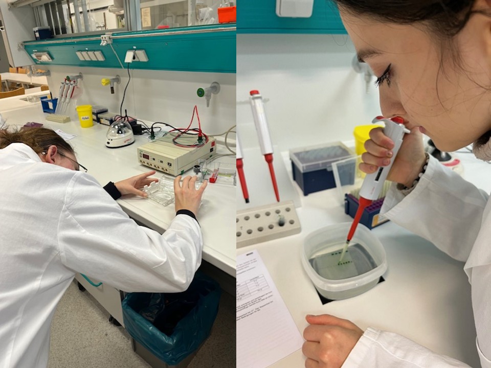 Techniken der Molekularbiologie kennenlernen Linkes Bild: Schülerin in Kittel füllt an einer Laborbank eine durchsichtige Flüssigkeit in eine Elektrophoresekammer. Rechtes Bild: Schülerin in Kittel belädt ein Agarosegel an der Laborbank.