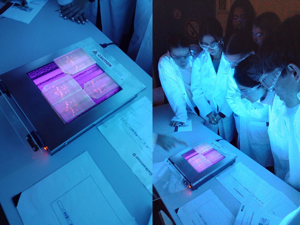 Molekularbiologische Ergebnisse auswerten Linkes Bild: Auf einem UV-Tisch liegen Agarosegele, deren Banden im Licht leuchten. Rechtes Bild: Gruppe von Schüler:innen in Kitteln und mit Schutzbrillen stehen um einen UV-Tisch herum und betrachten die darauf liegenden Agarosegele und deren leuchtende Banden.