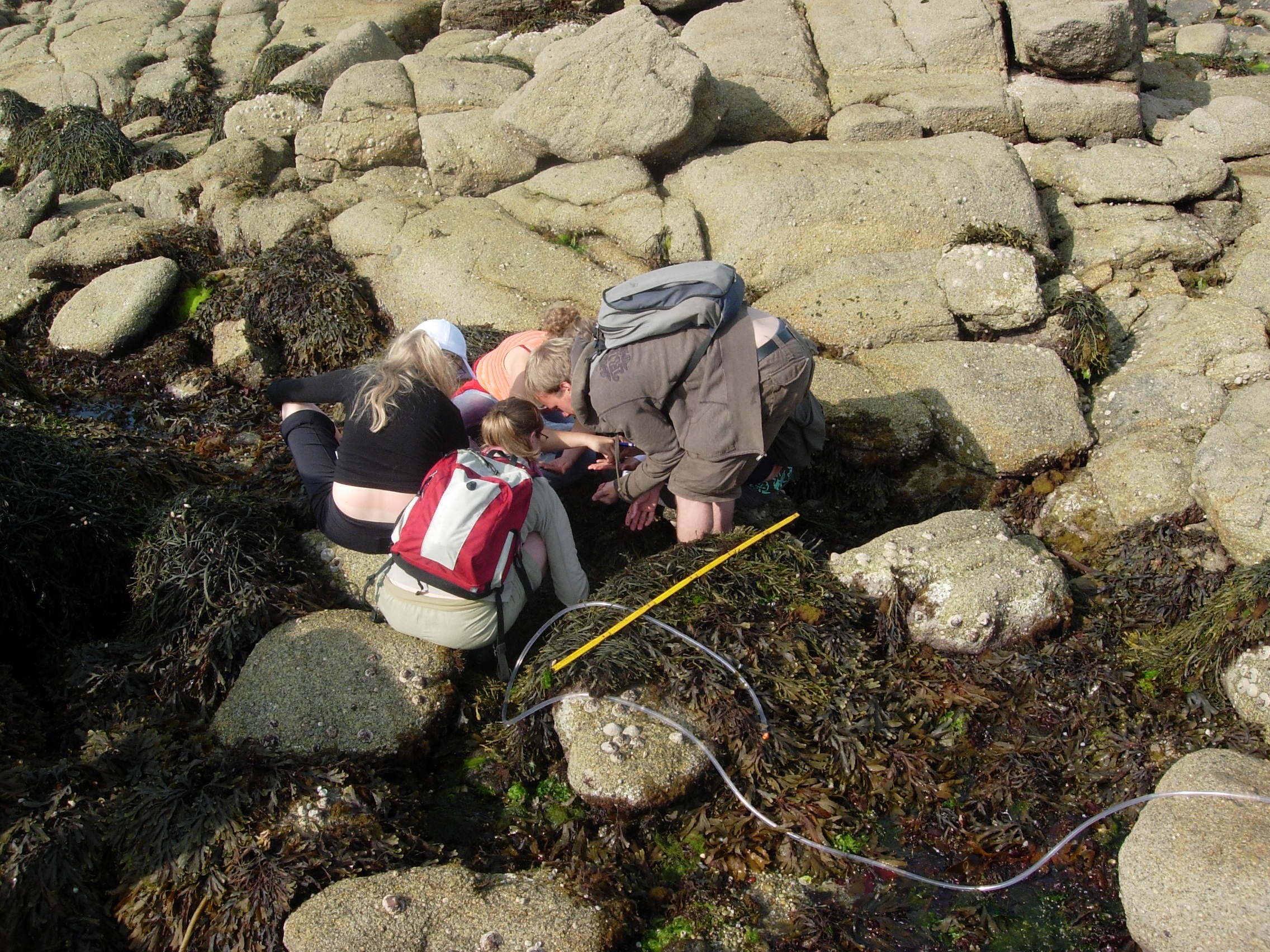 Students studying rock pools in Brittany