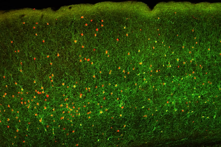 Optogenetics life