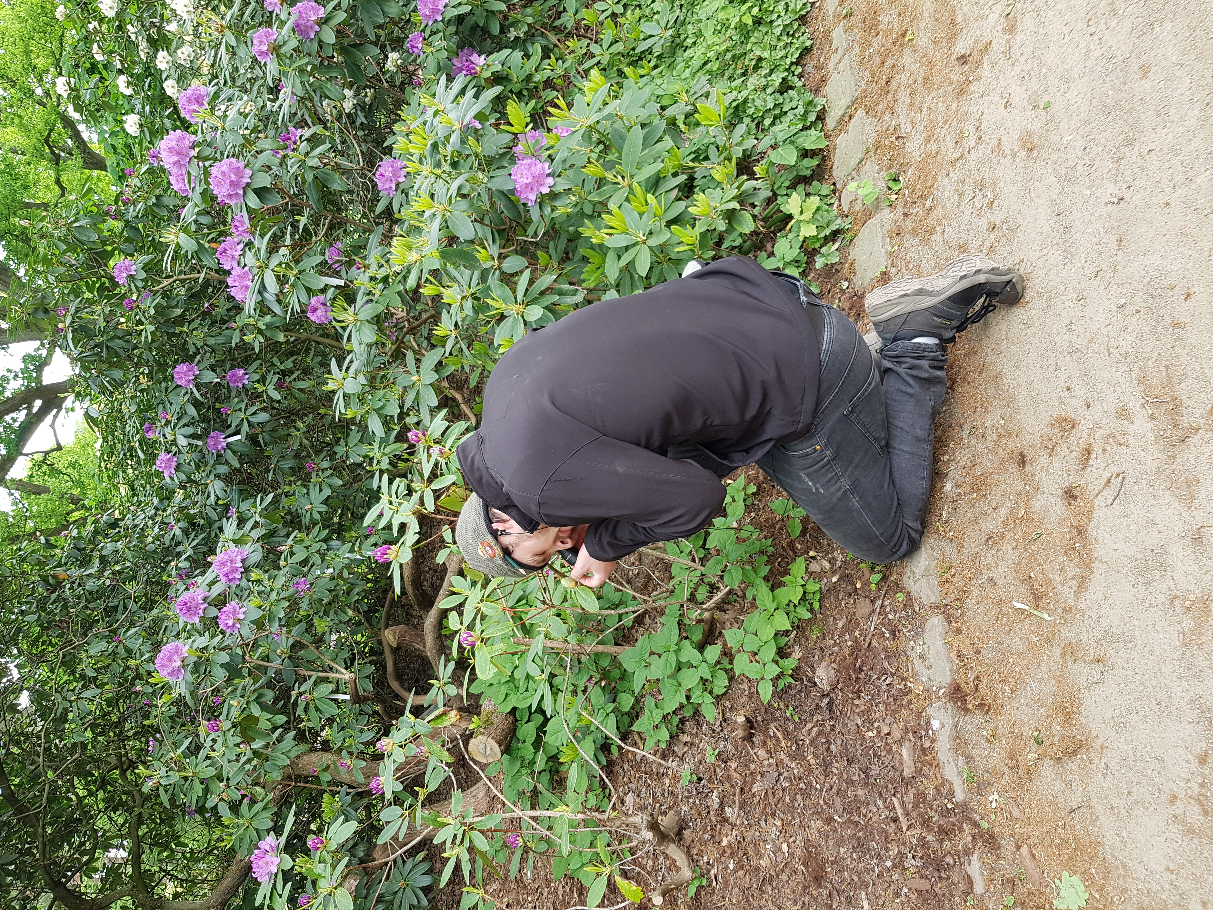 Nolan Rappa doing work for his master thesis in the Rhododendron Park in Bremen