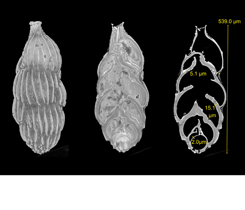 Volume reconstruction and slice of foraminifera