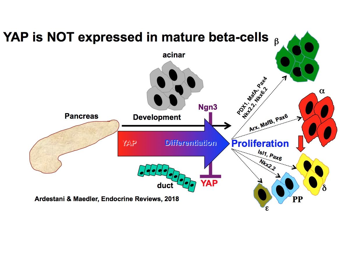 image of the Hippo signaling pathway in pancreatic ß-cells