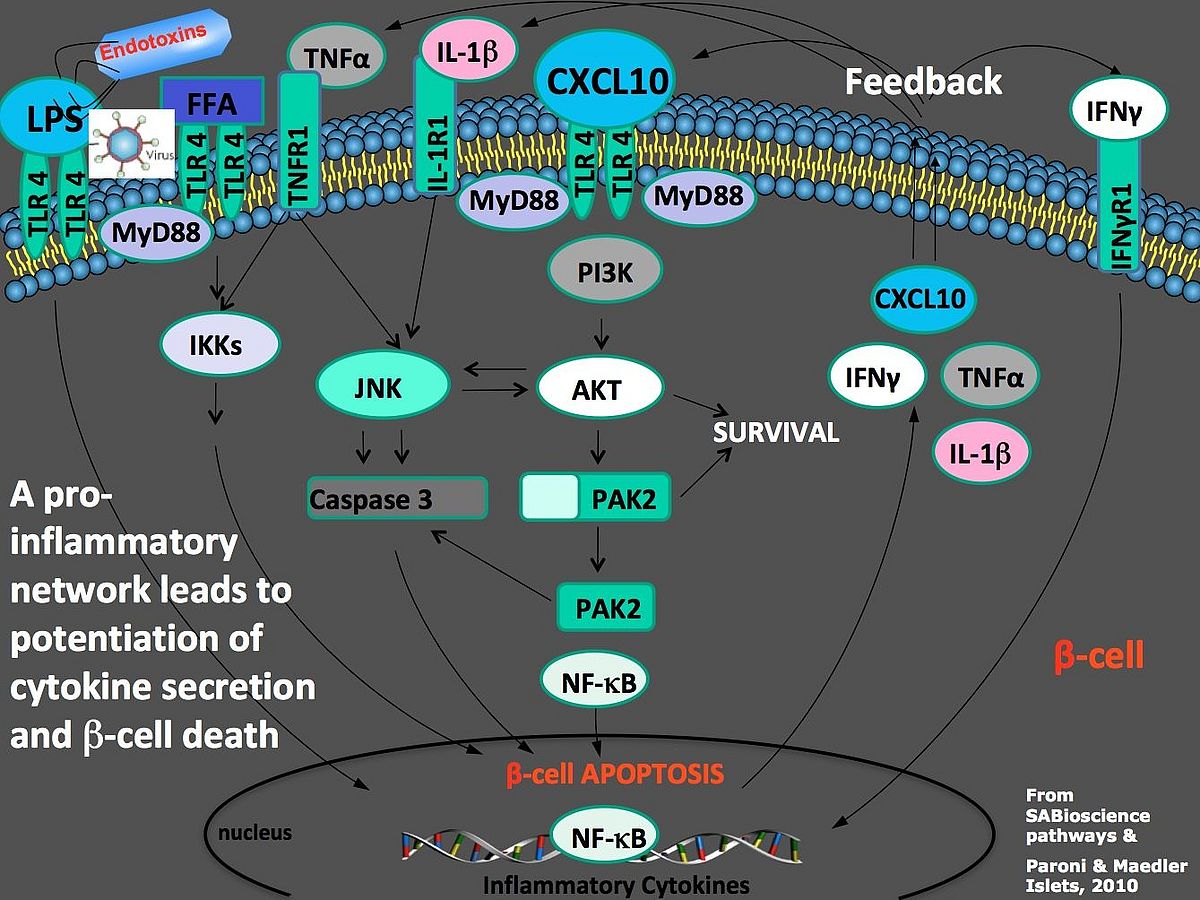 picture of complex inflammation in human pancreatic islets